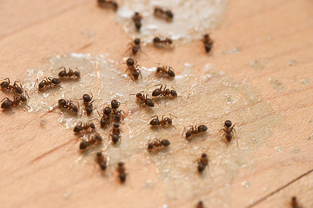Best Mosquito Control Services  in Barview, OR